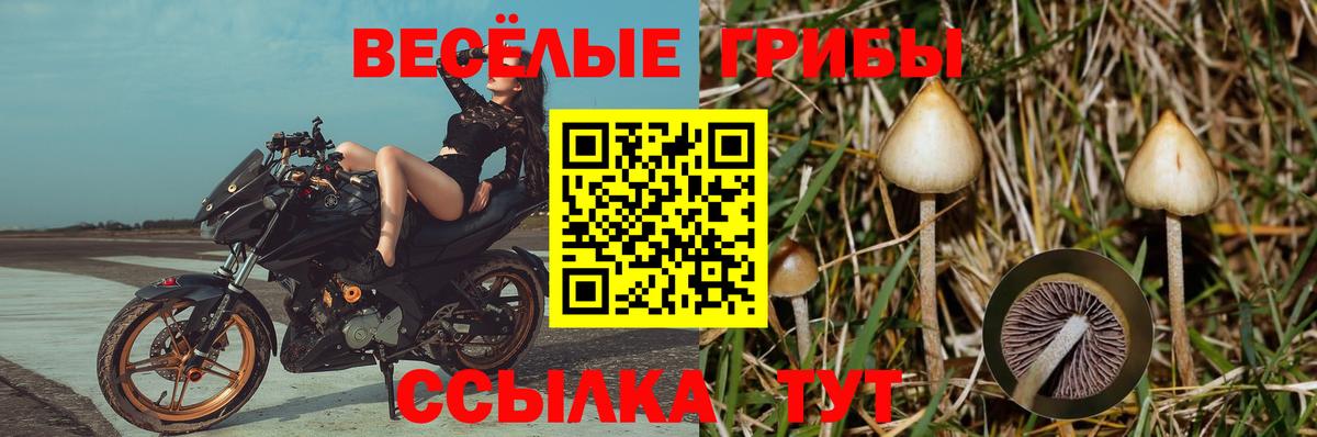 Галлюциногенные грибы GOLDEN TEACHER Железноводск
